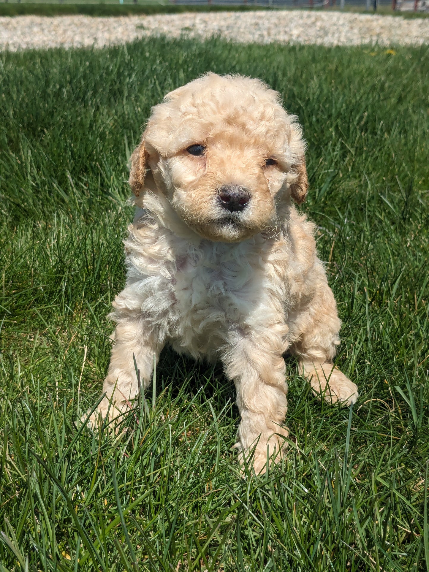 MICRO BERNEDOODLES (03/18) FEMALE