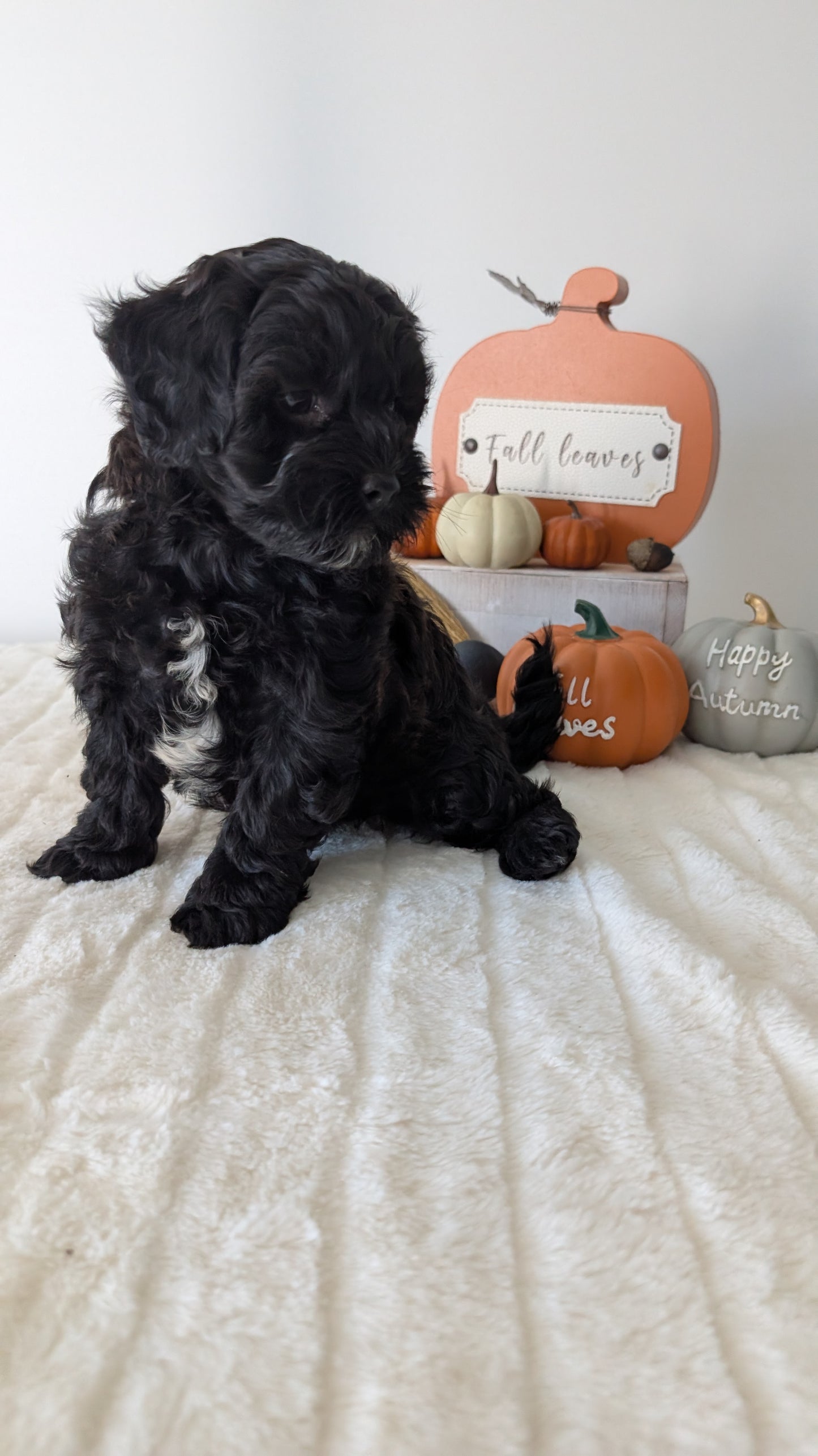 SHIHPOO (07/26) MALE