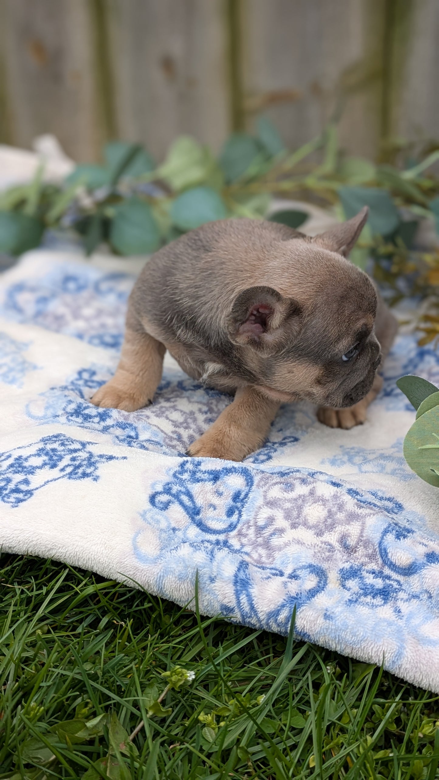 FRENCH BULLDOG (03/04) FEMALE