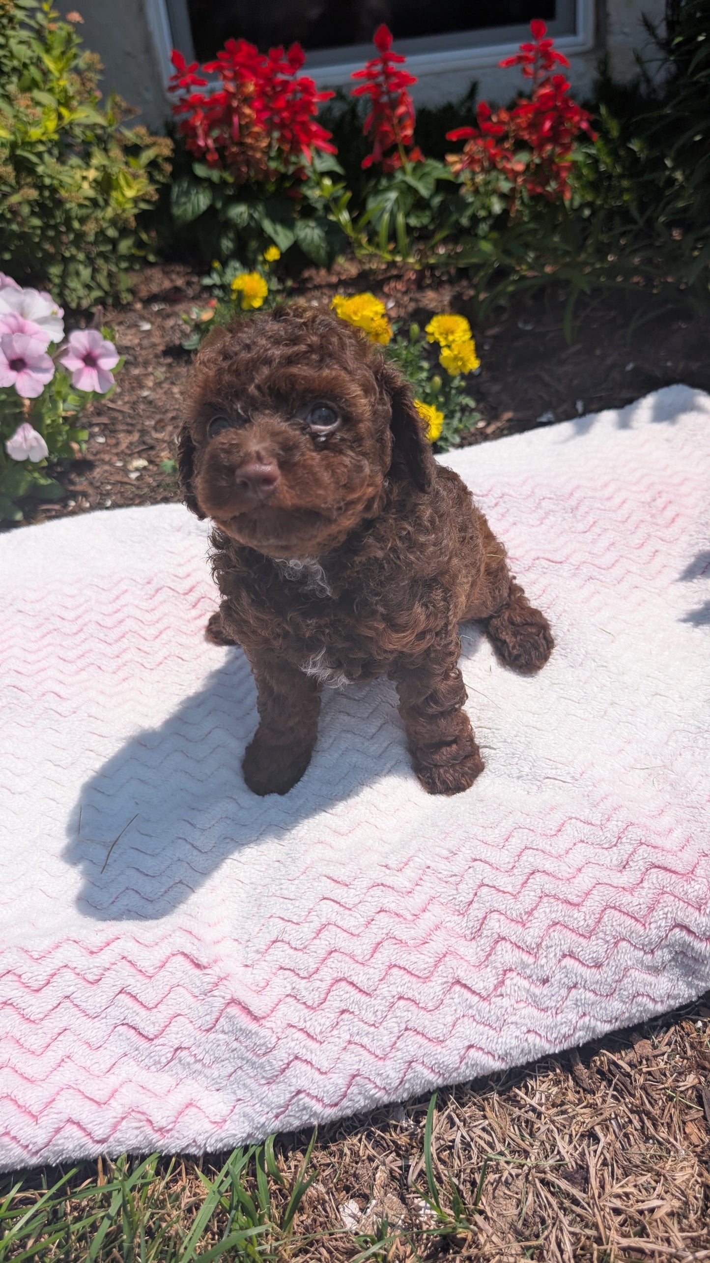 TOY POODLE (06/23) FEMALE