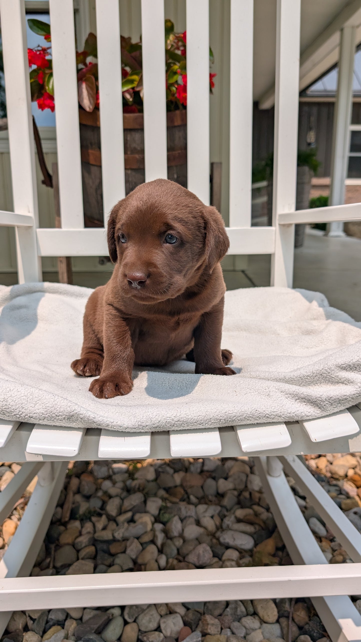 LABRADOR RETRIEVER (05/03) FEMALE