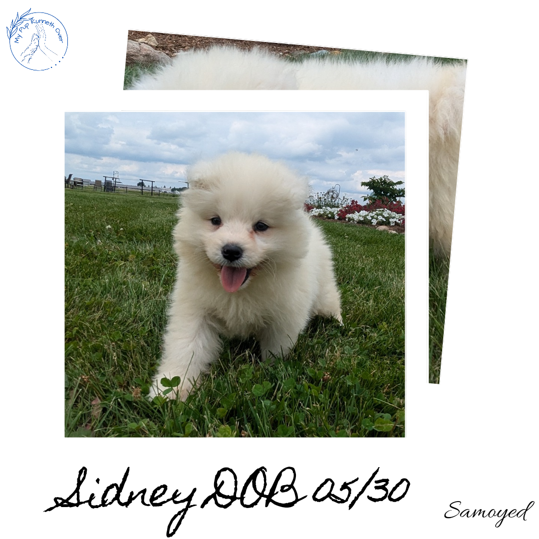 Samoyed Spitz Dog Samoyed Haircut Samoyed Dog Stock Photo Download