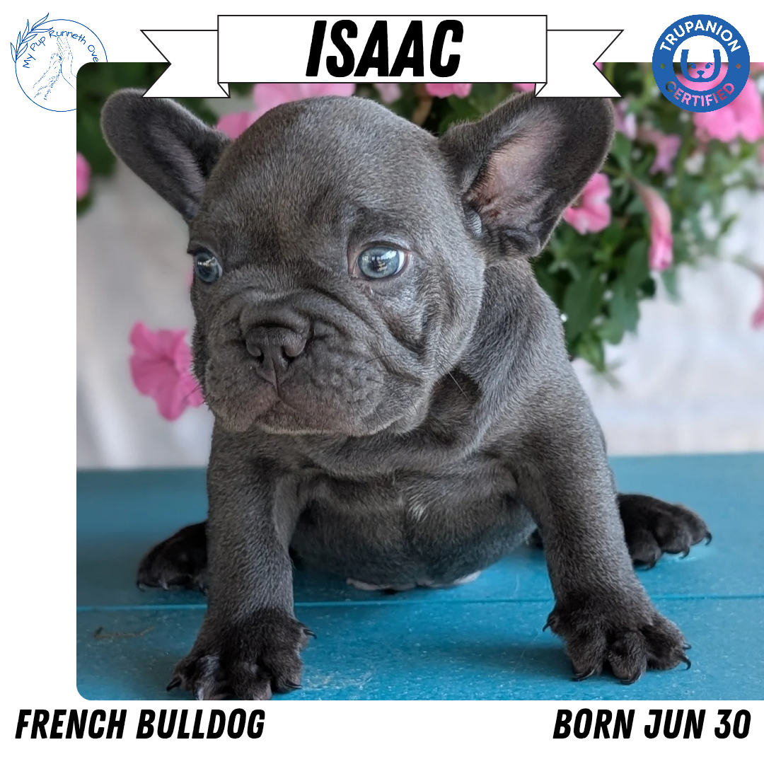 FRENCH BULLDOG (06/30) MALE