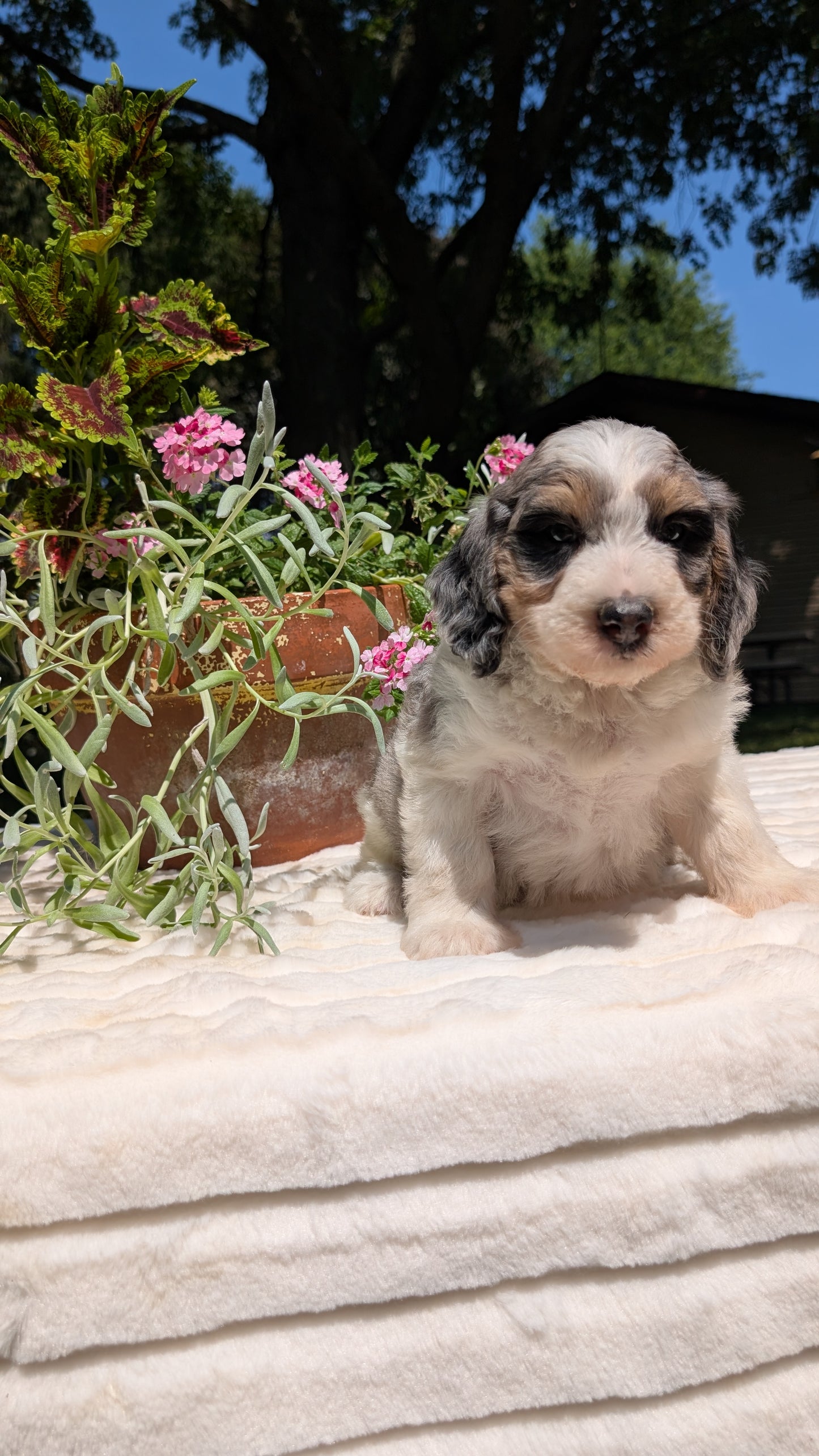 MINI BERNEDOODLE (06/11) FEMALE