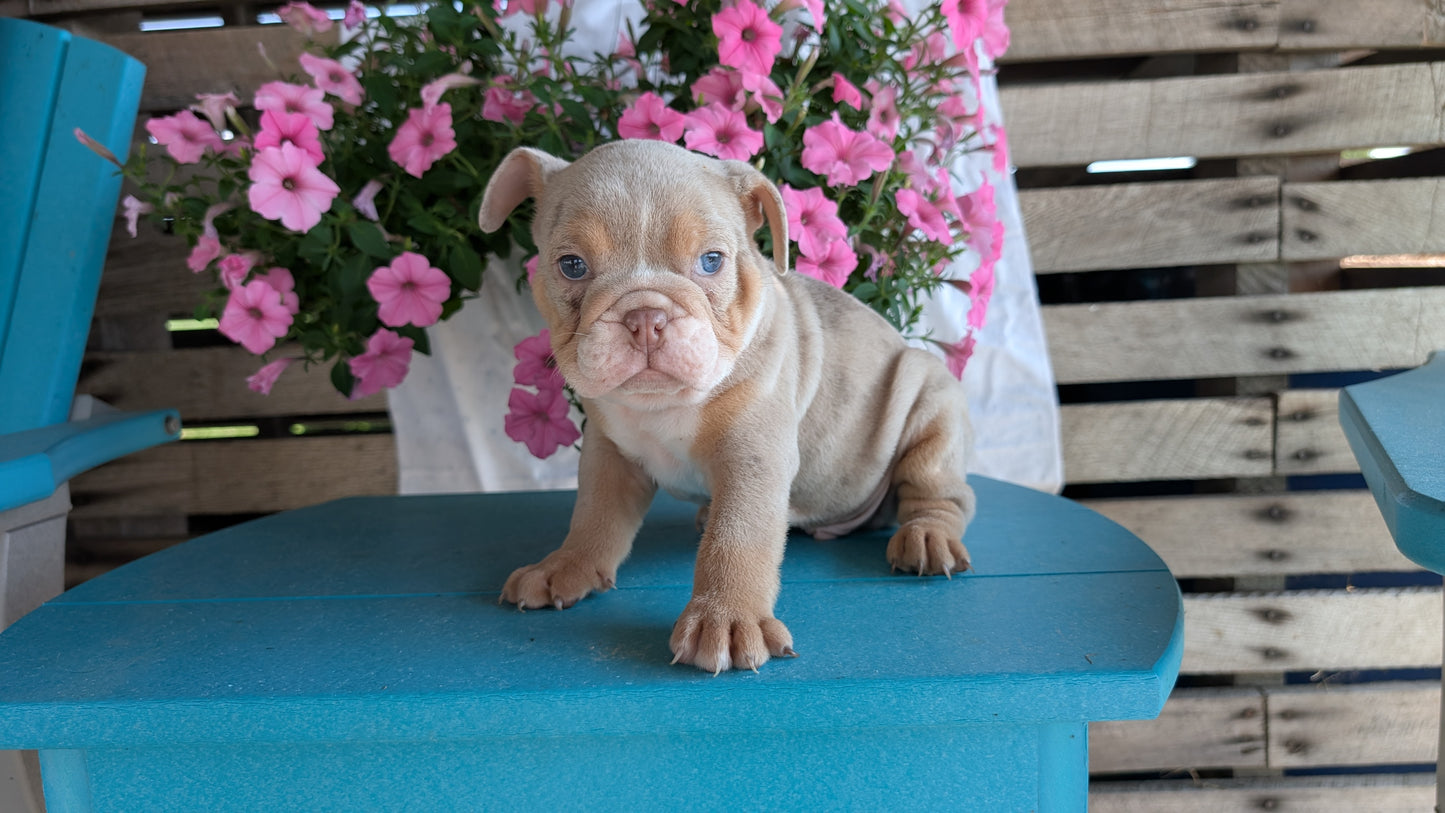 ENGLISH BULLDOG (06/30) MALE