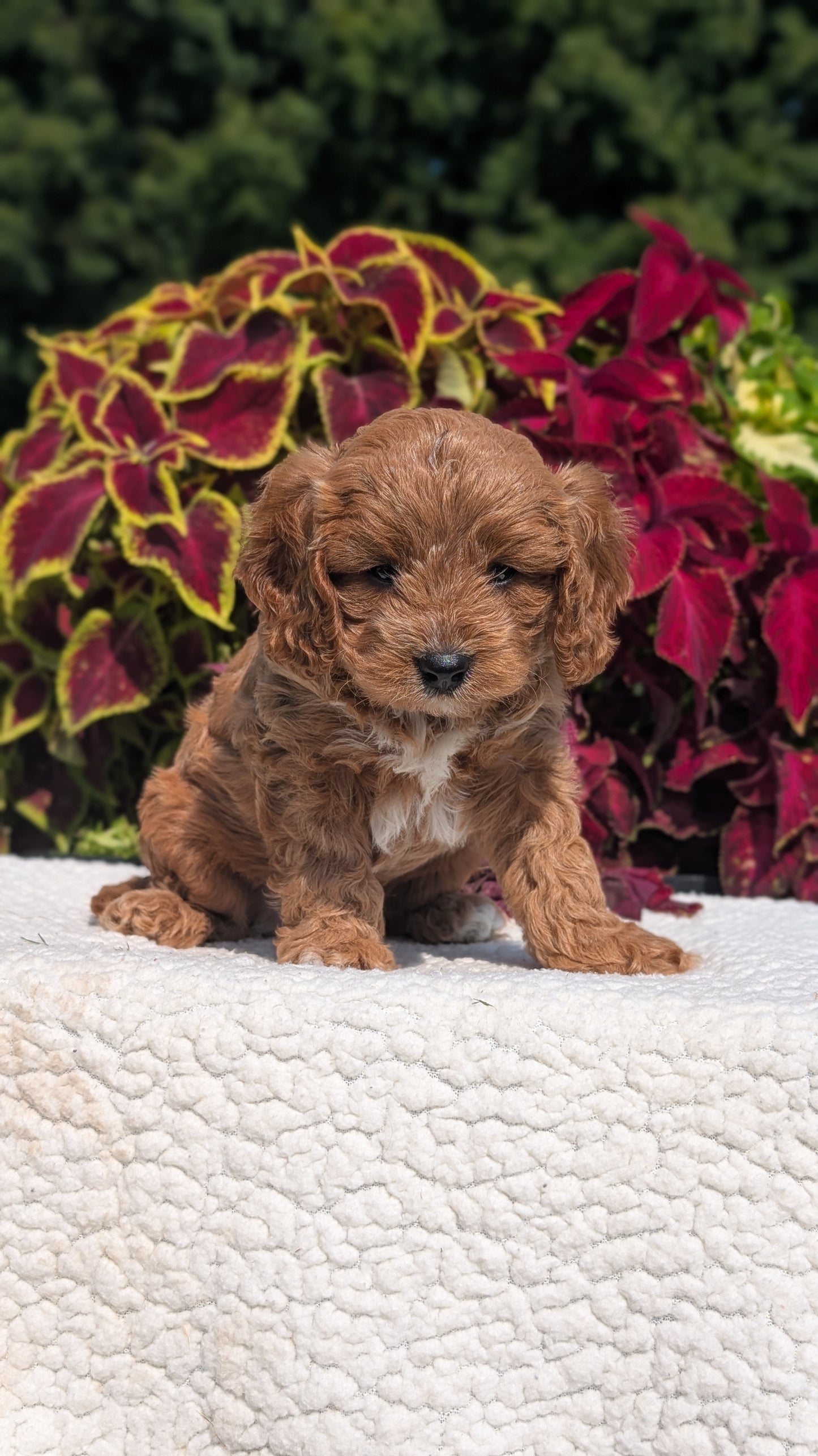 CAVAPOO (07/06) MALE