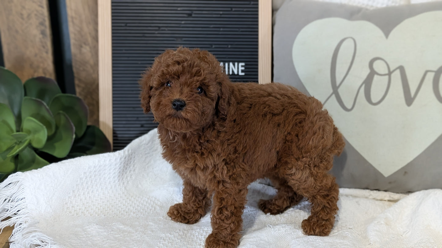TOY POODLE (12/20) FEMALE