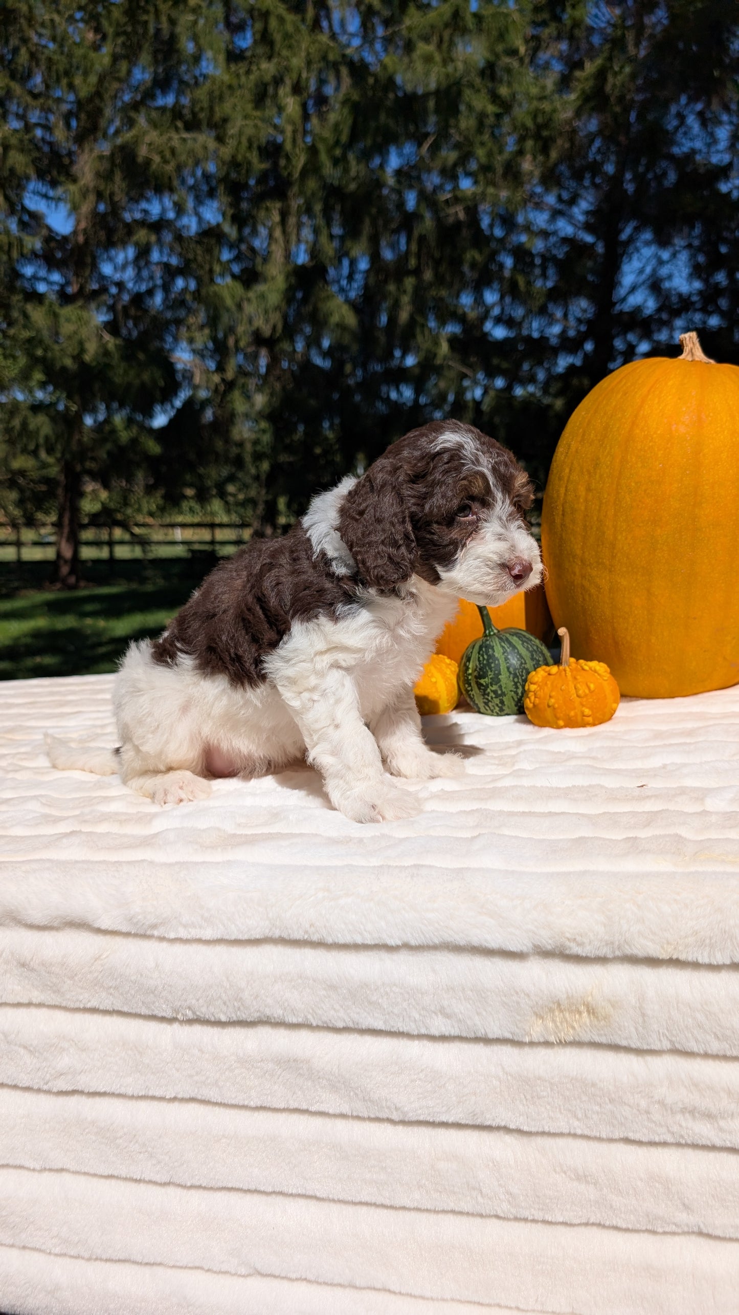MINI BERNEDOODLE (07/25) FEMALE
