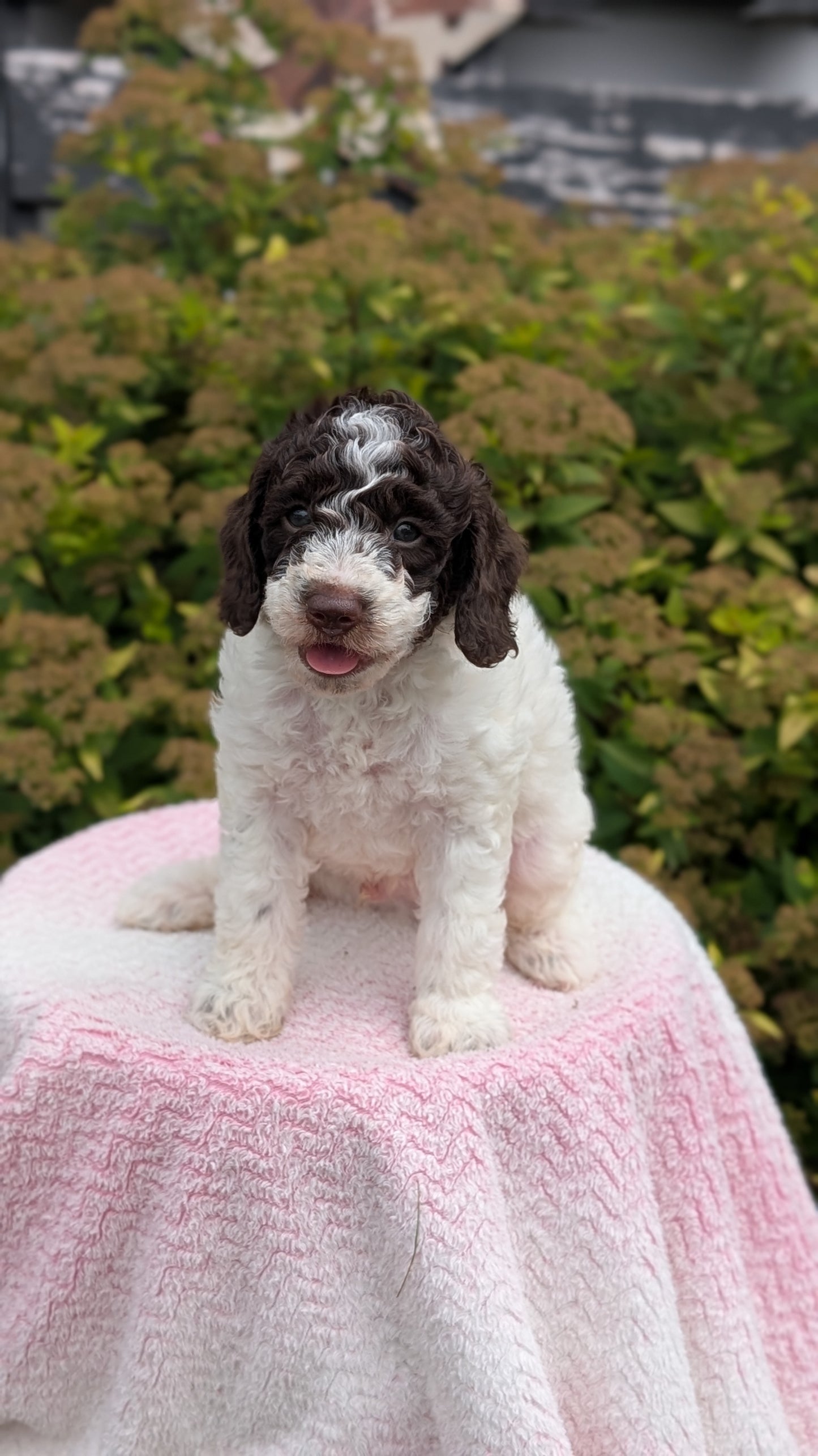 MINI POODLE (06/07) MALE
