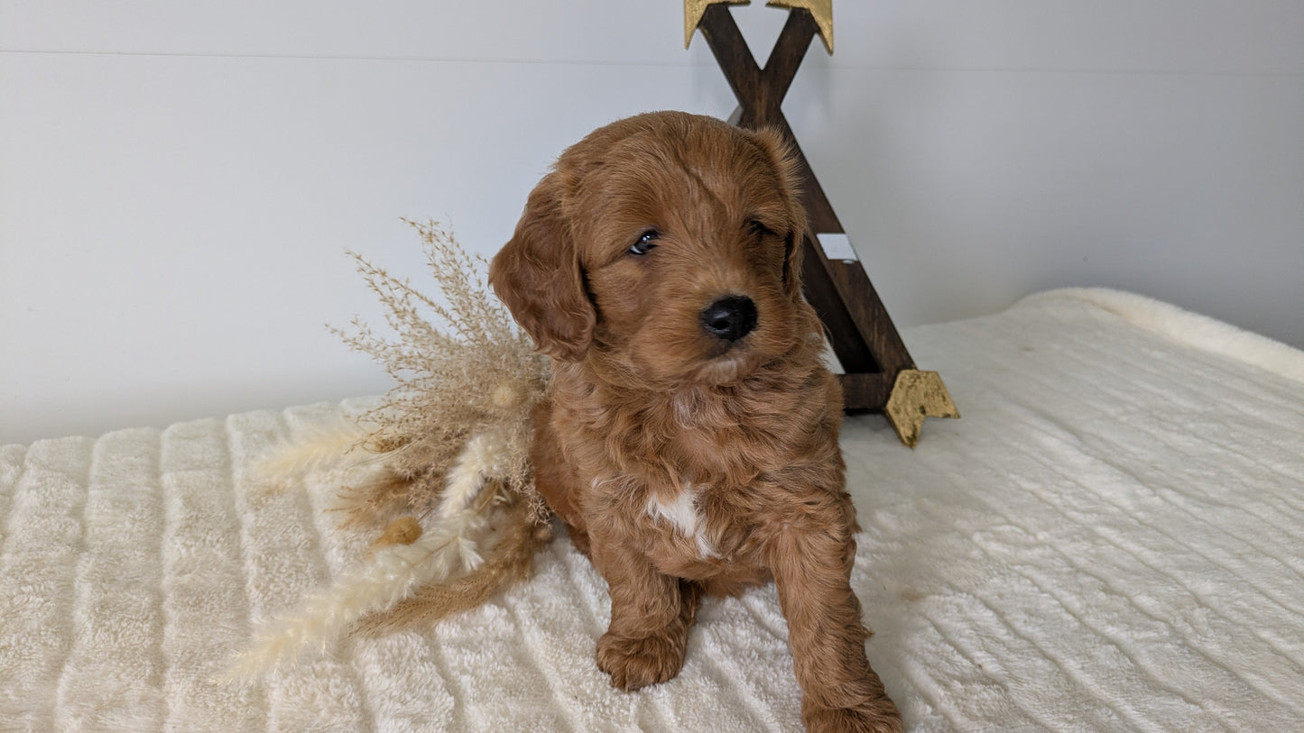 MINI GOLDENDOODLE (03/28) MALE