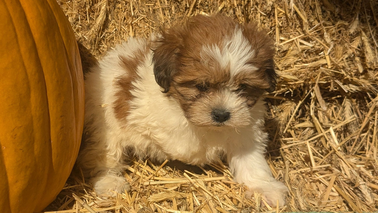 TEDDY BEAR (08/16) FEMALE