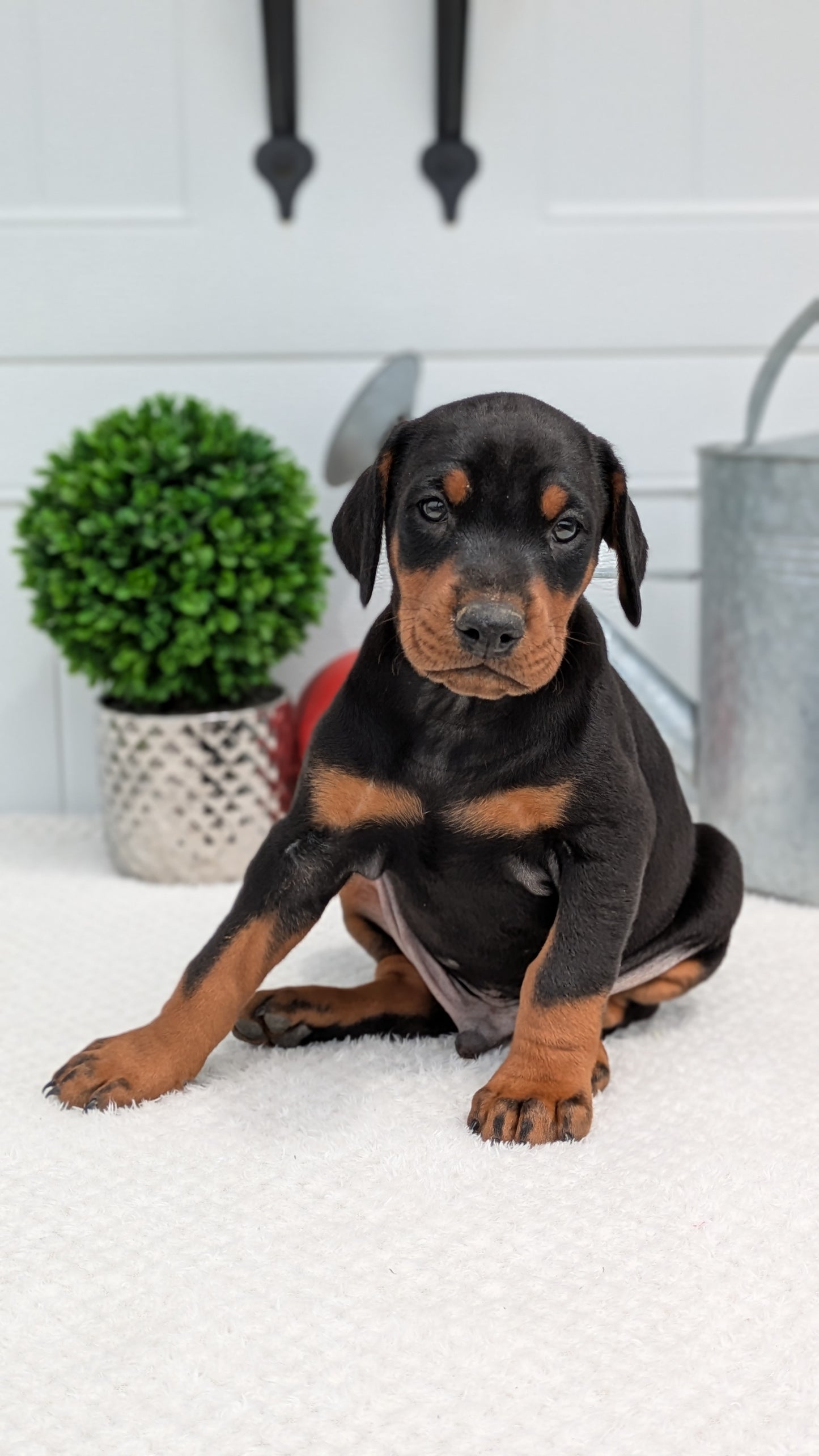 DOBERMAN PINSCHER (03/22) MALE
