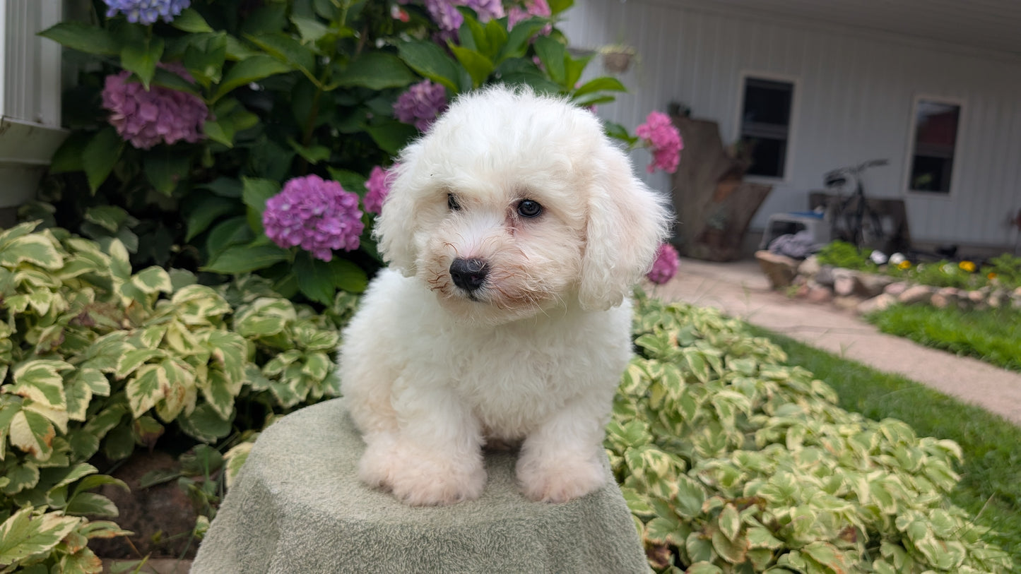 BICHON FRISE (06/19) MALE