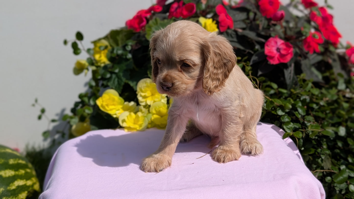 COCKER SPANIEL (07/16) MALE