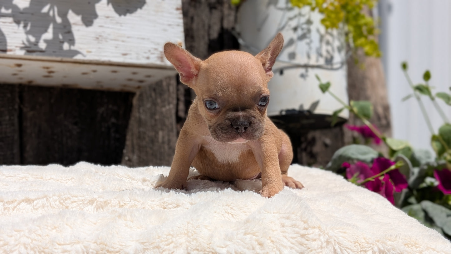 FRENCH BULLDOG (05/07) FEMALE