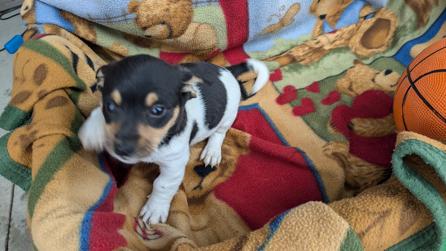 DACHSHUND (10/01) MALE