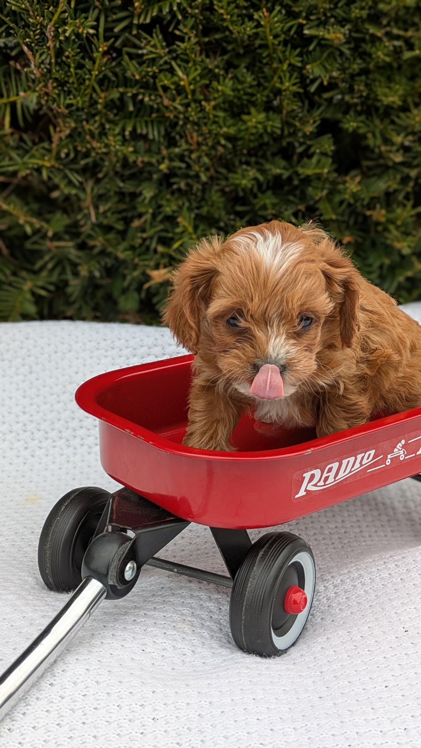 TOY CAVAPOO (02/26) FEMALE