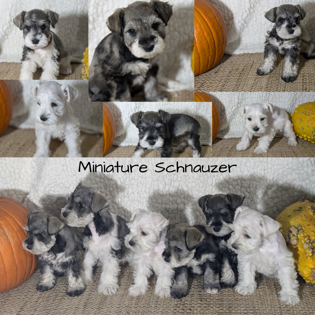 MINI SCHNAUZER (09/23) MALE