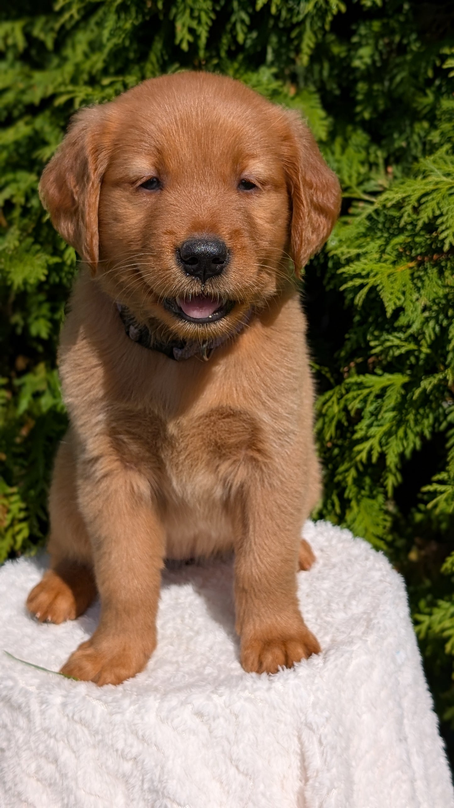 GOLDEN RETRIEVER (07/17) FEMALE
