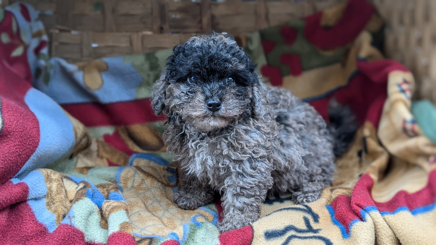 TOY POODLE (09/07) MALE