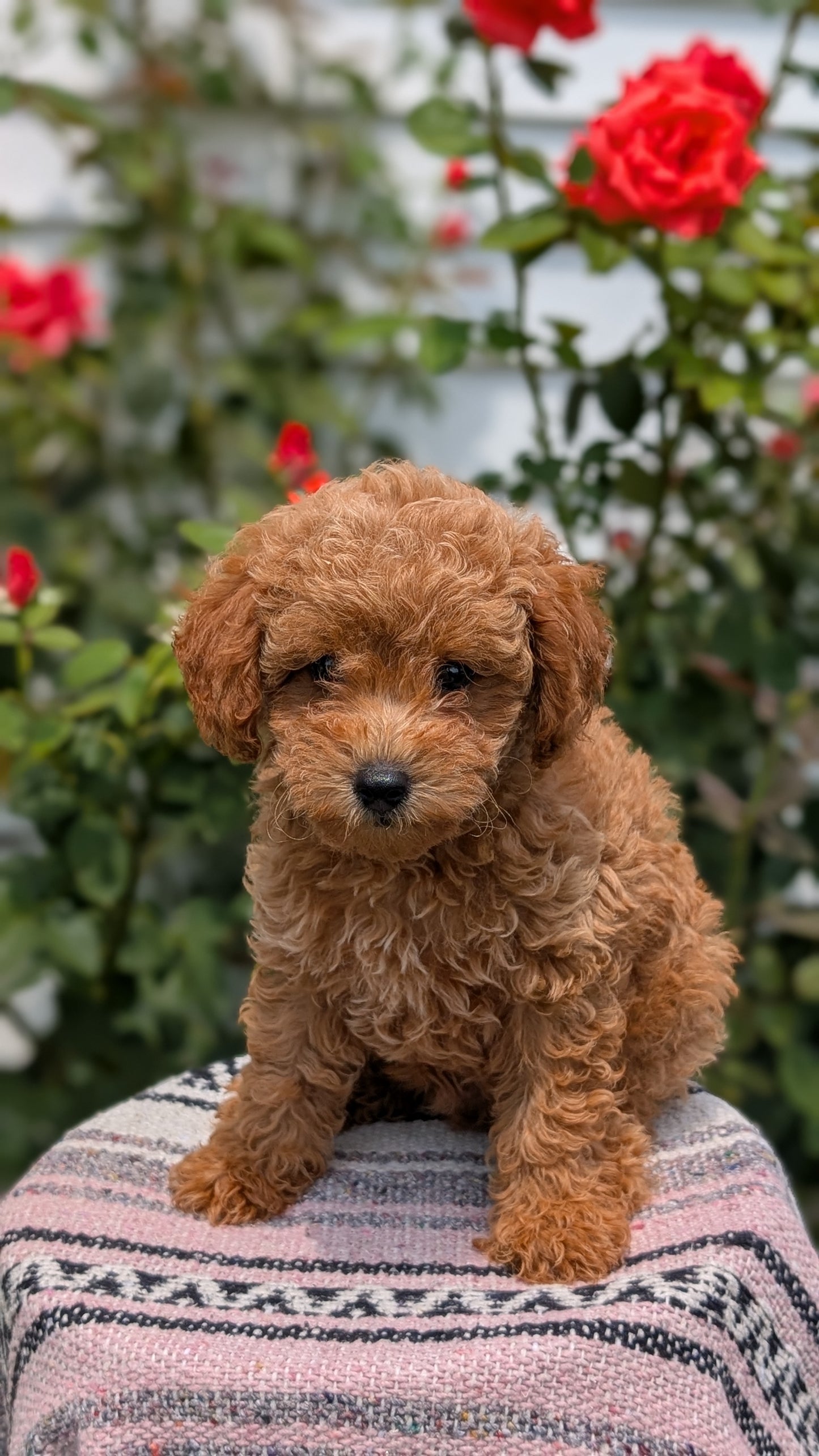 TOY POODLE (05/31) MALE
