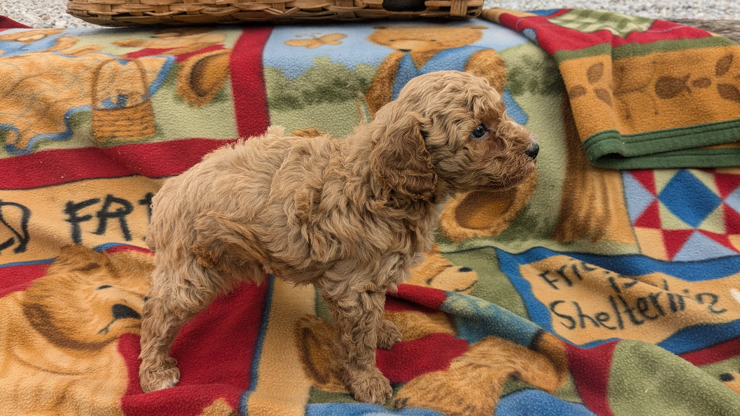 MINI POODLE (09/27) MALE