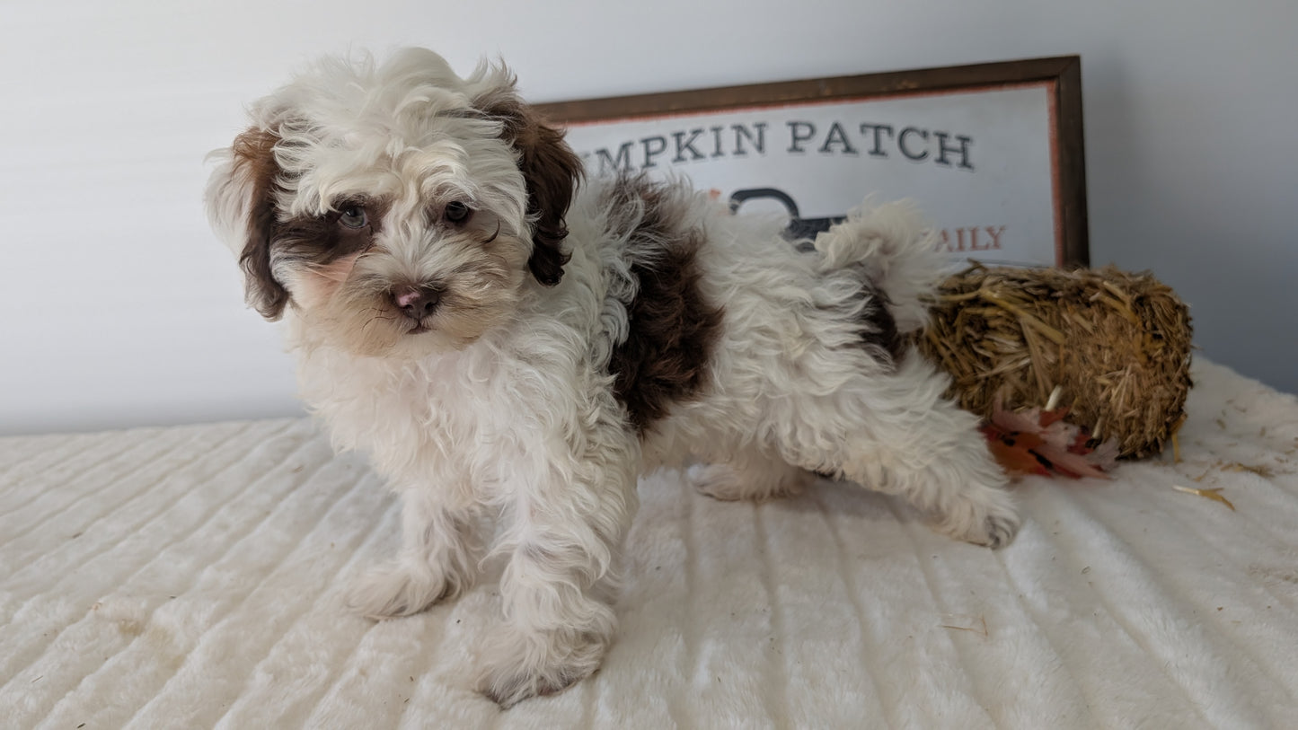 SHIHPOO (07/26) MALE
