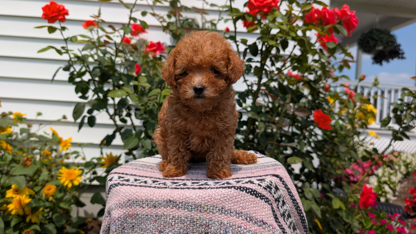 TOY POODLE (05/31) FEMALE