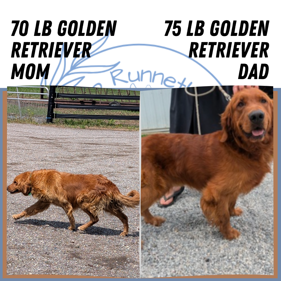 GOLDEN RETRIEVER (07/24) MALE