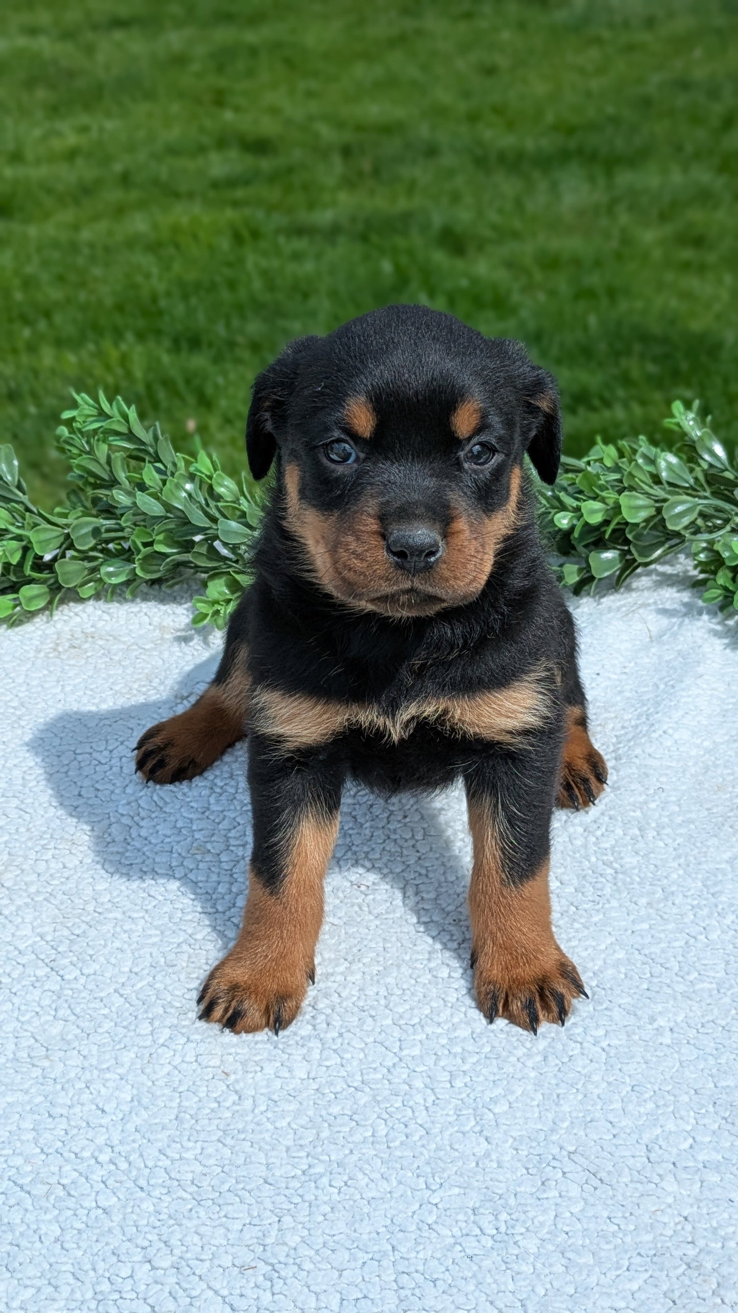 ROTTWEILER (03/18) FEMALE