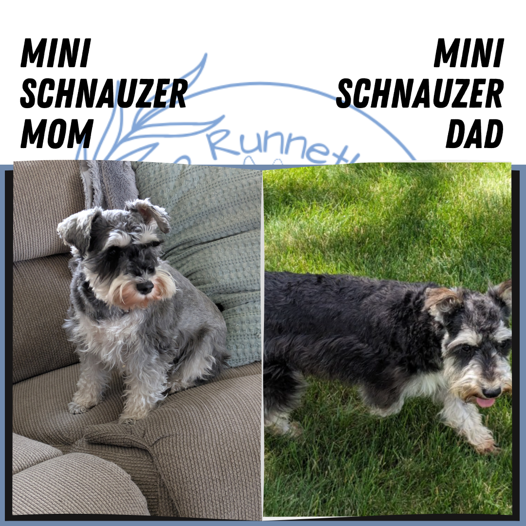 MINI SCHNAUZER (01/20) FEMALE