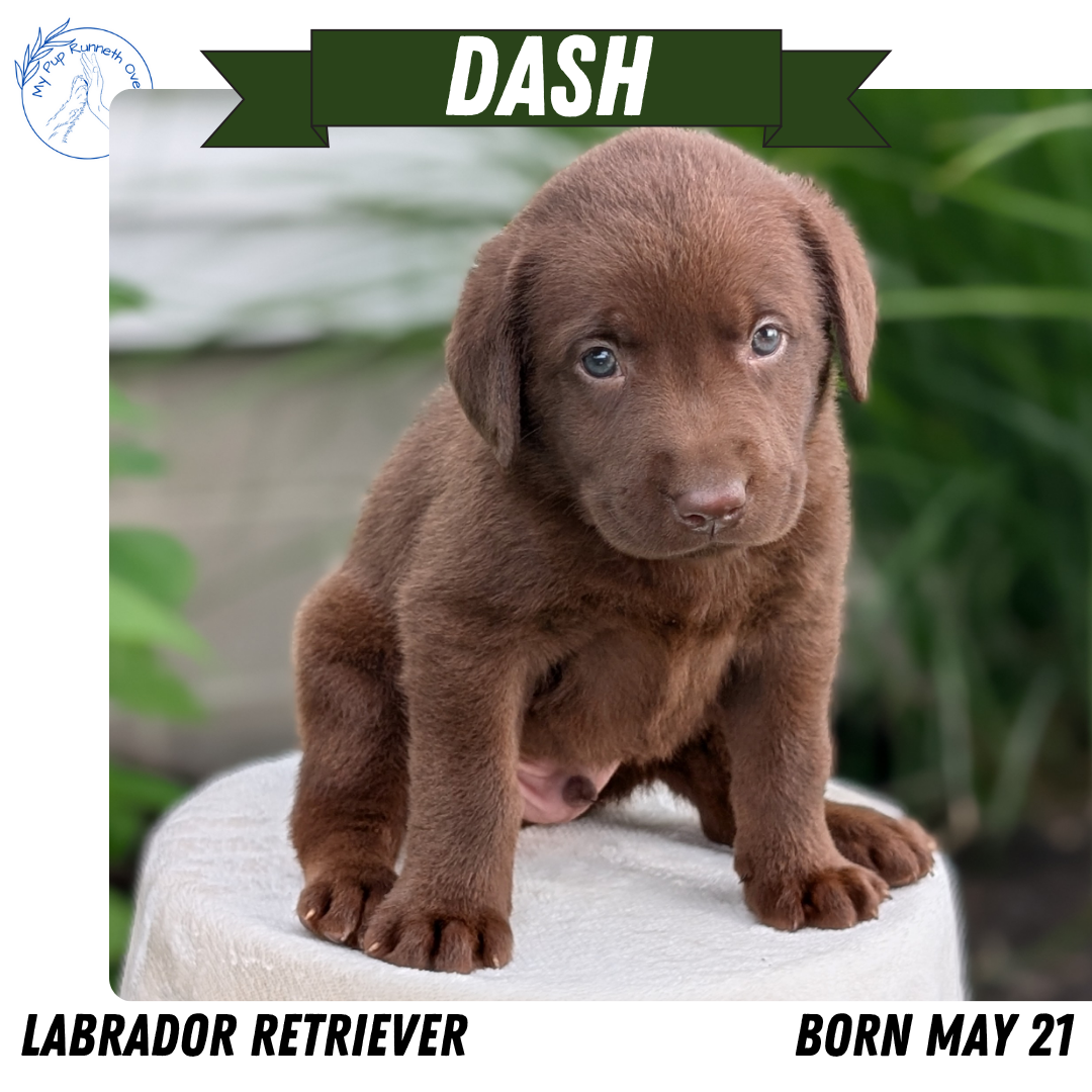 LABRADOR RETRIEVER (05/21) MALE