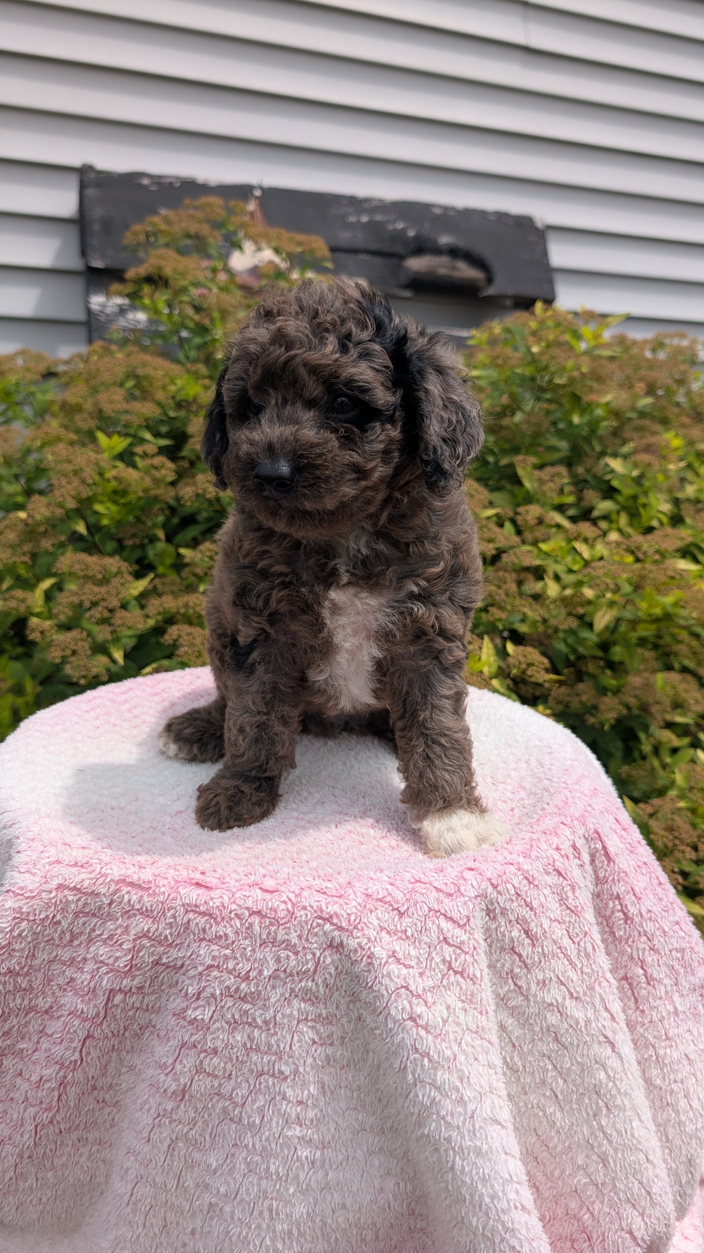 MINI POODLE (06/07) MALE