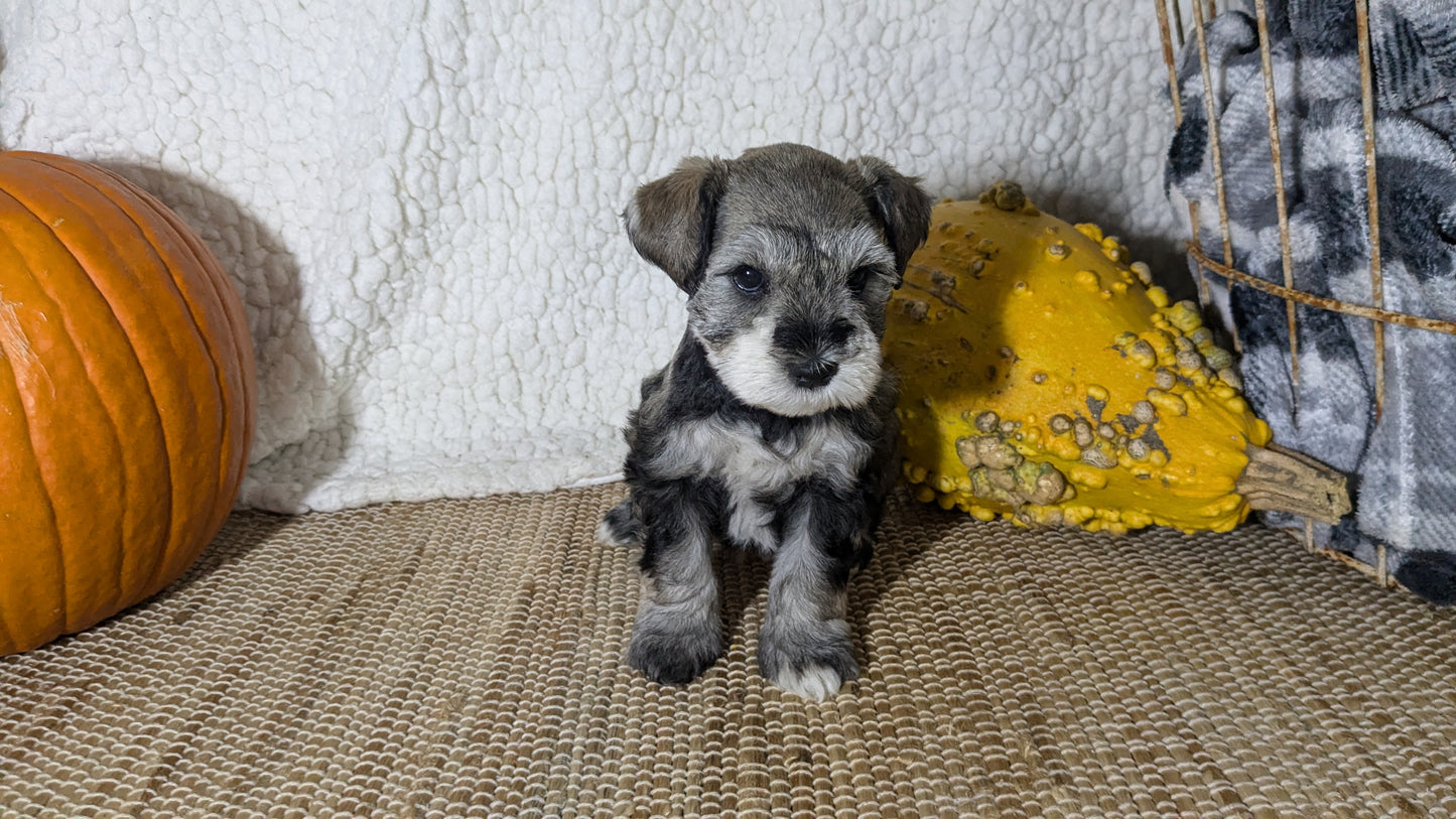 MINI SCHNAUZER (09/23) FEMALE