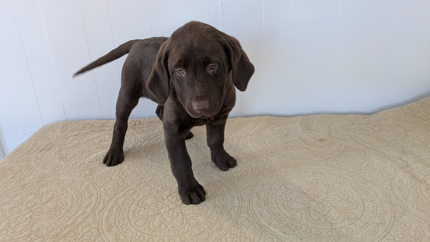 LABRADOR RETRIEVER (11/03) FEMALE