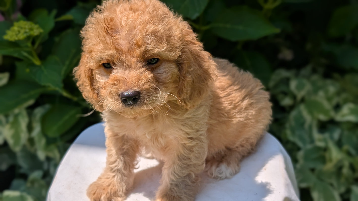 CAVAPOO (05/23) MALE