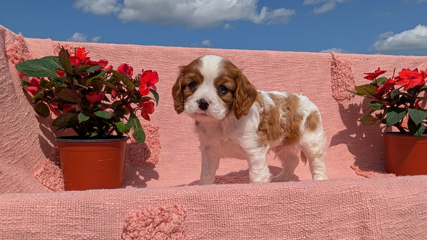 CAVALIER (05/06) MALE