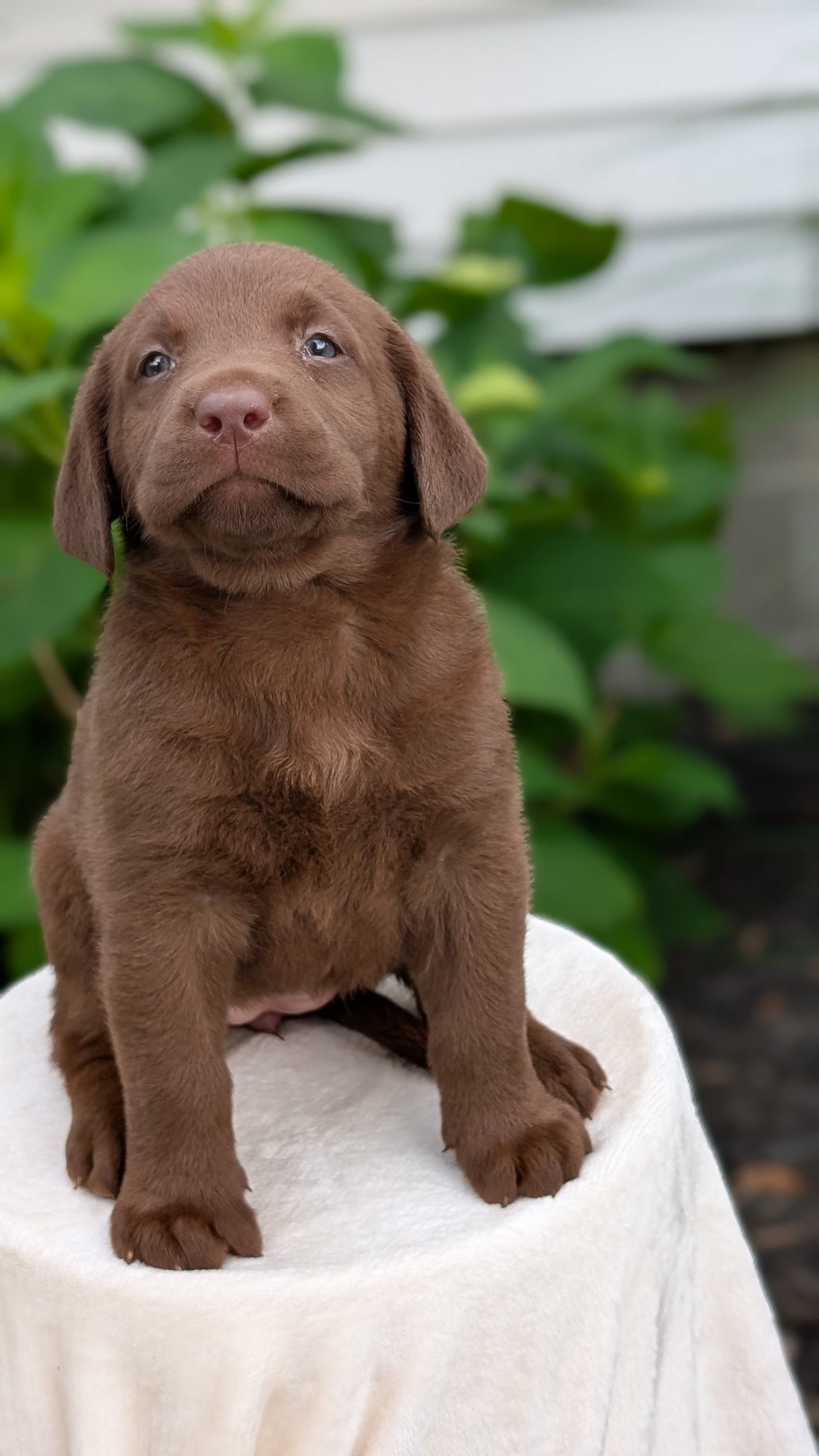 LABRADOR RETRIEVER (05/21) FEMALE