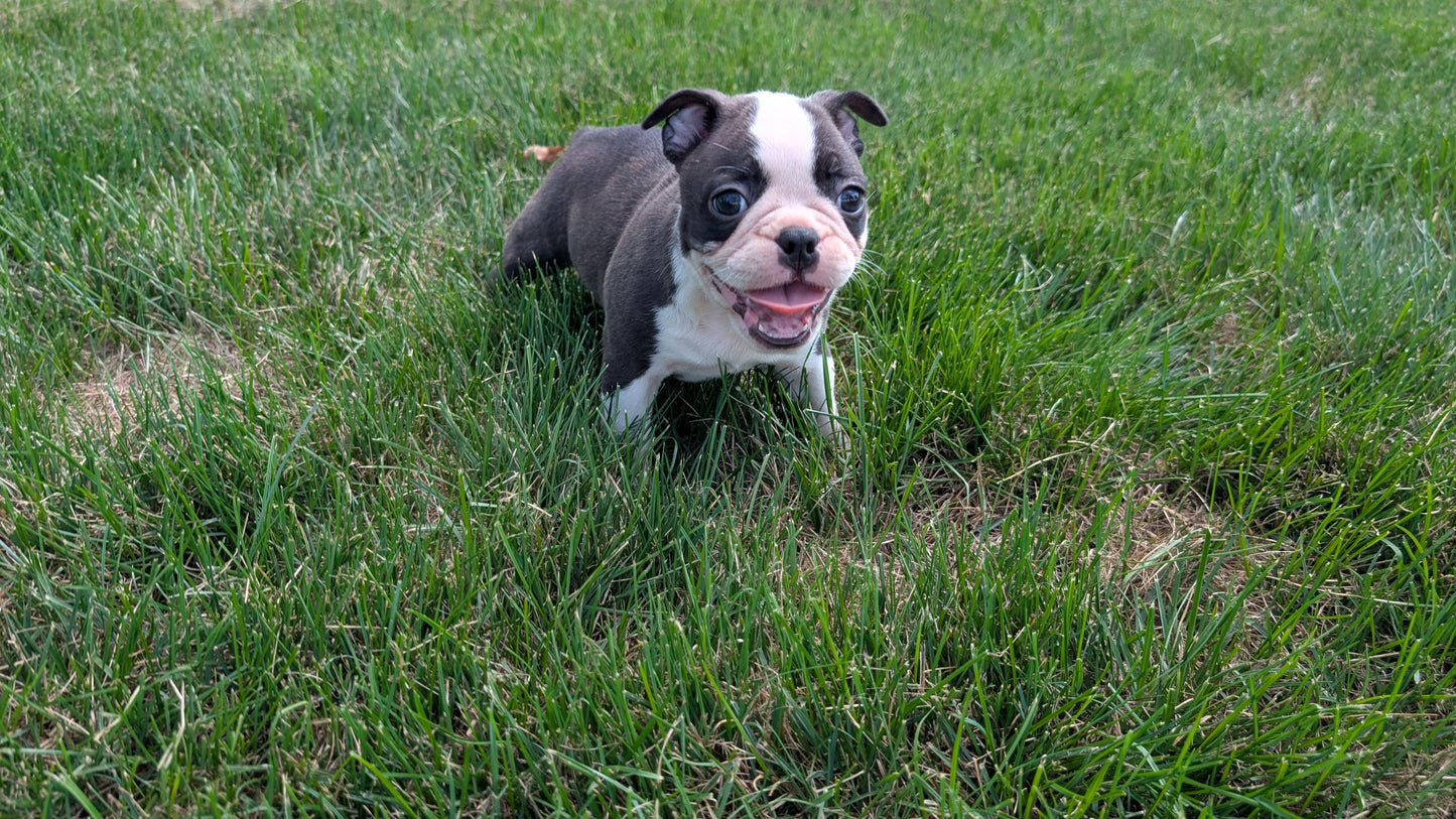 FRENCHTON (06/25) MALE