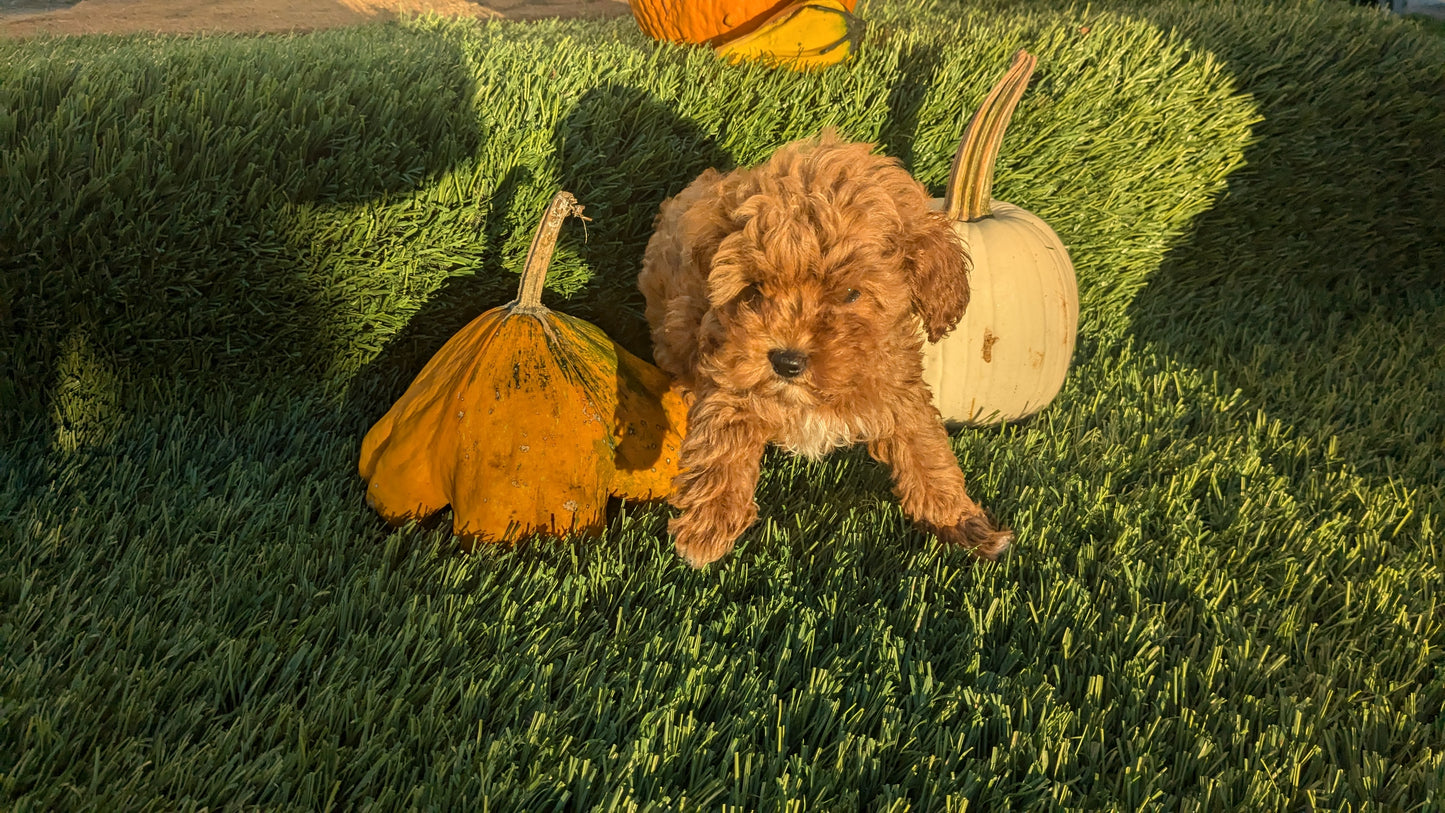 TOY CAVAPOO (07/30) FEMALE