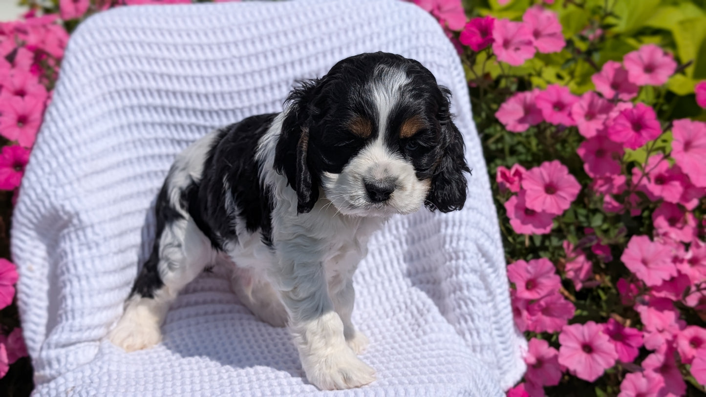COCKER SPANIEL (07/17) MALE