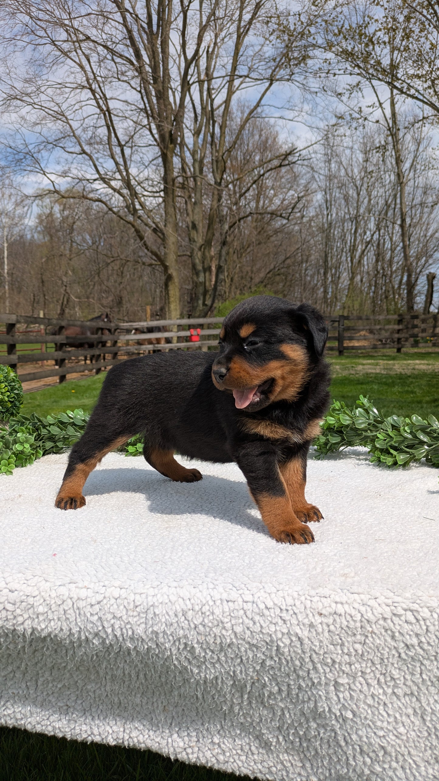 ROTTWEILER (03/18) FEMALE