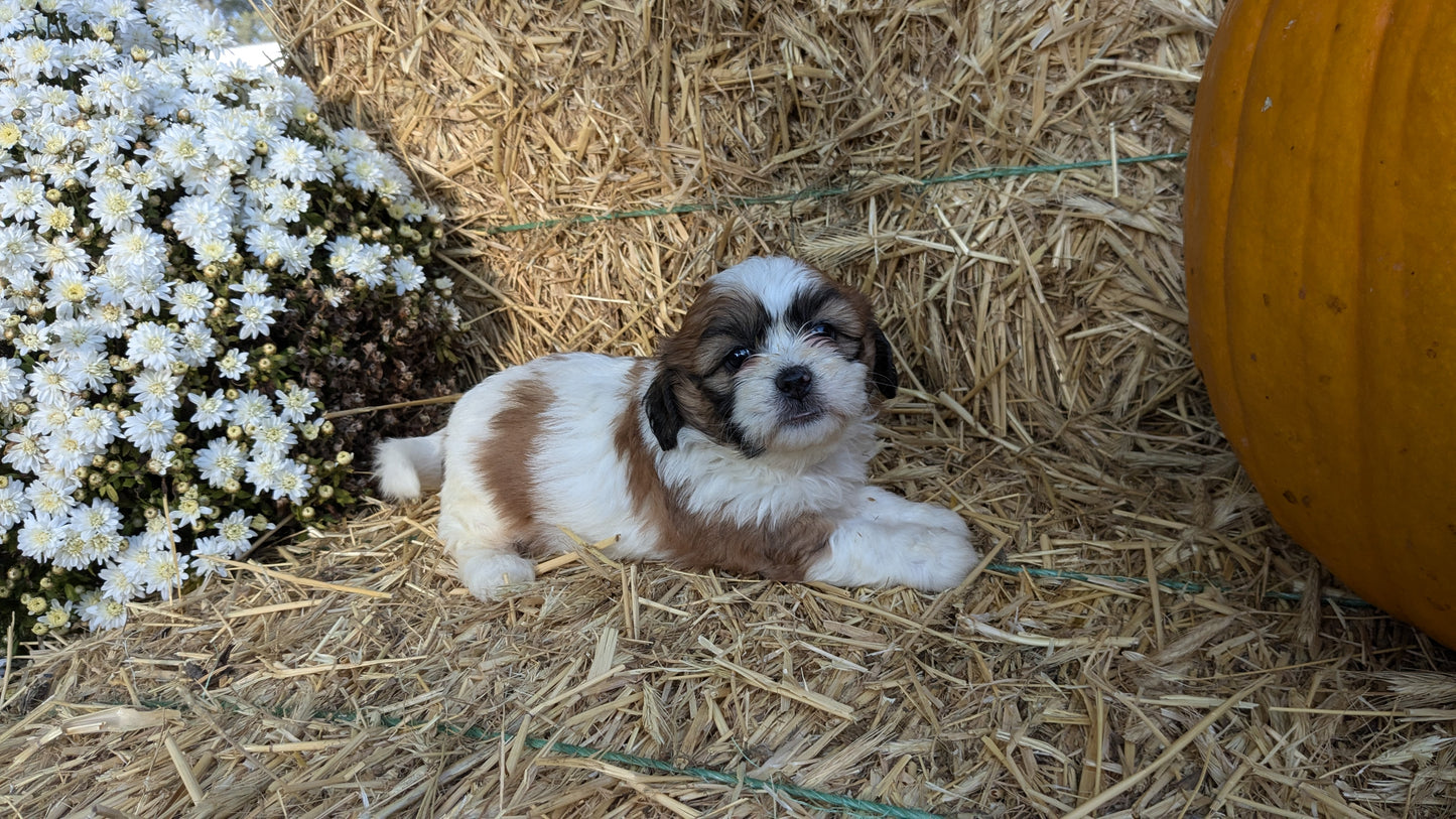 TEDDY BEAR (08/16) FEMALE