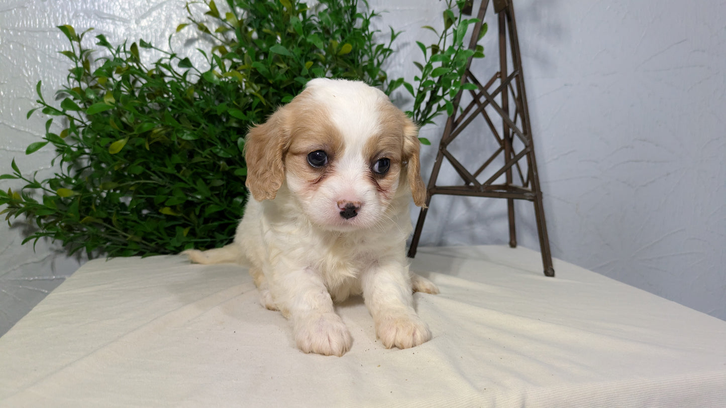 CAVAPOO (02/17) FEMALE