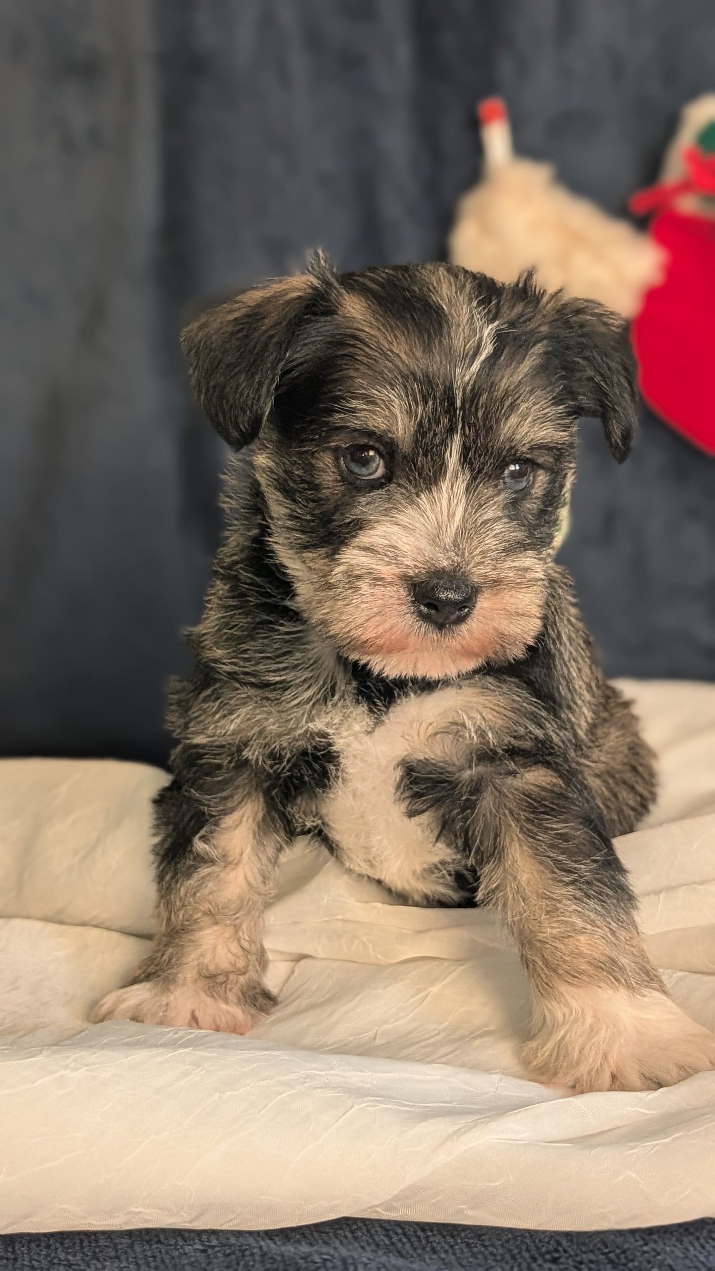 MINI SCHNAUZER (OCT 27) FEMALE