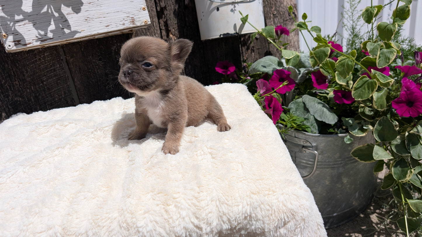 FRENCH BULLDOG (05/07) FEMALE