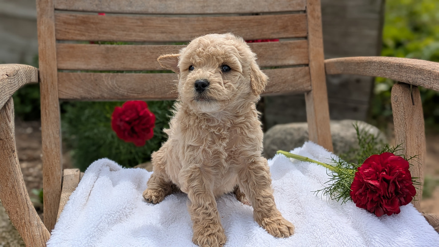 MINI POODLE (03/30) MALE