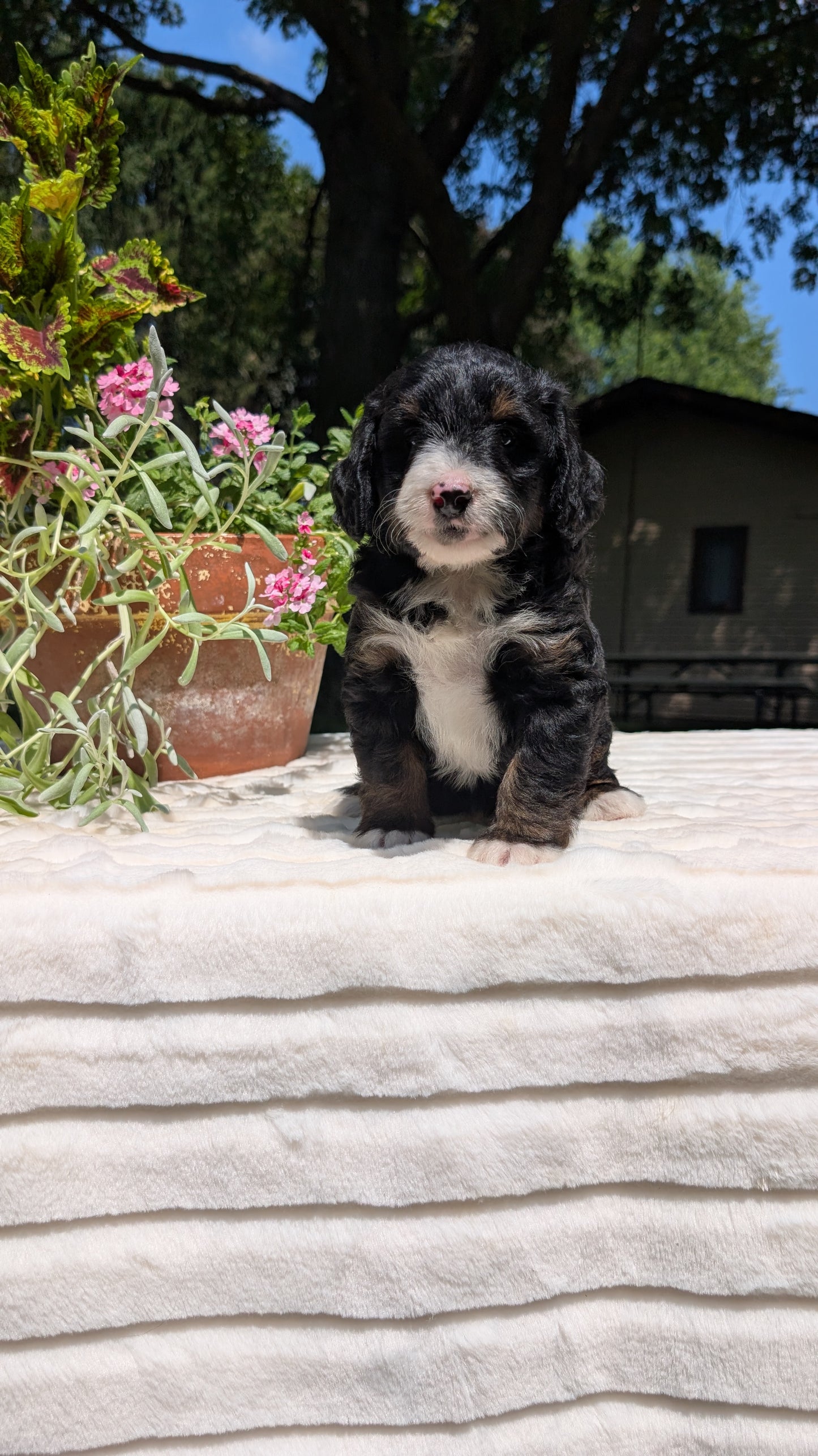 MINI BERNEDOODLE (06/11) MALE