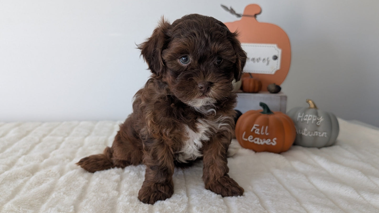 SHIHPOO (07/26) FEMALE