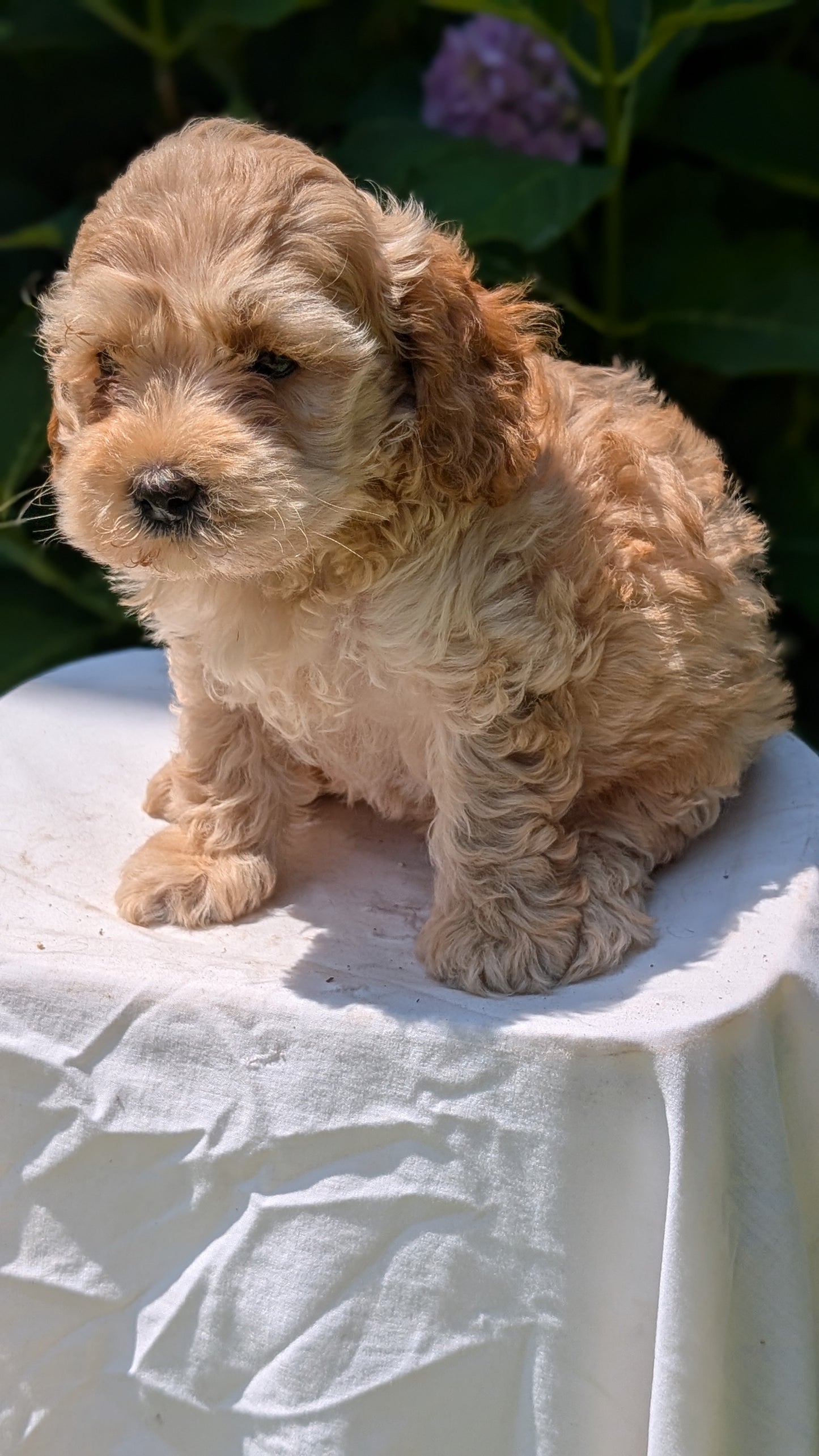 CAVAPOO (05/23) FEMALE